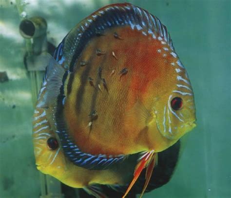 魚躍七彩神仙魚|七彩神仙魚繁殖新生代，魚躍七彩